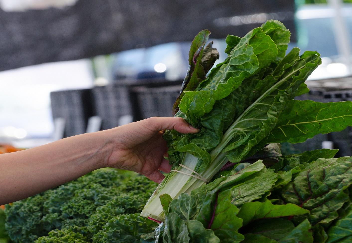 Garden Salads from Seeds City of Irvine